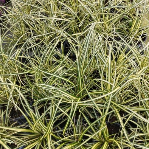 Carex Oshimensis Evergold