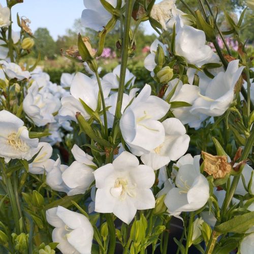 Campanula Persicifolia Takion F1 White Vivace