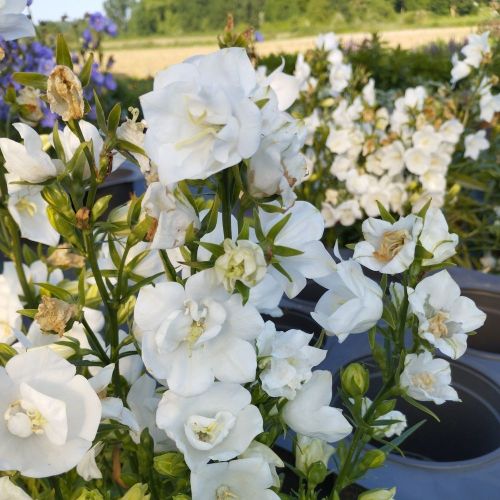 Campanula Persicifolia Takion F1 White Vivace