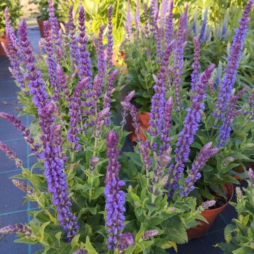 Salvia x superba ostfriesland