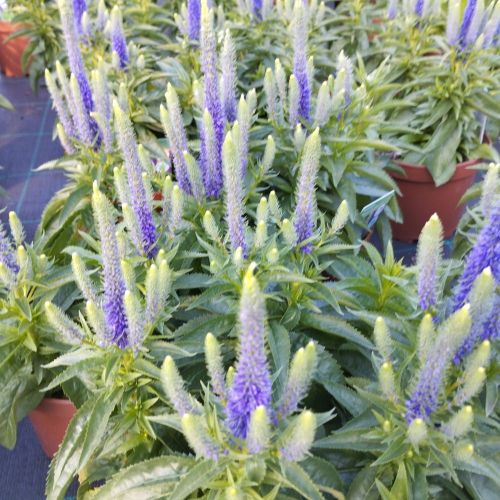 Veronica Spicata Royal Candles