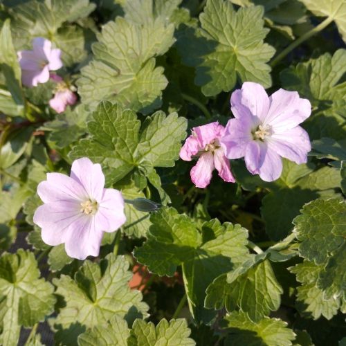 Geranium Vivace Alice