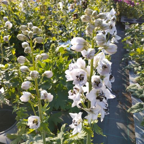 Delphinium Cultorum Magic Fontains Blanc