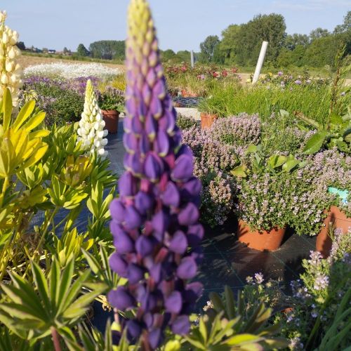 Lupin Polyphyllus Lupini Blue