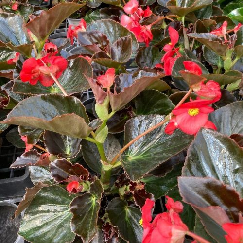 Begonia Megawatt Rouge À Feuil Bronze