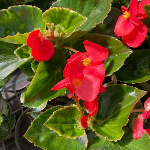 Begonia Big Red Green Leaf