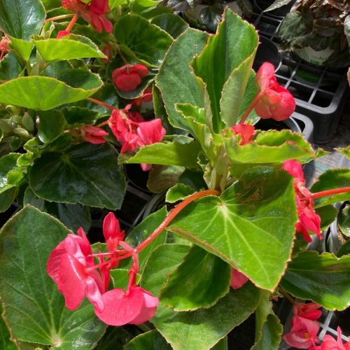 Begonia Mega Watt Rose Green Leaves