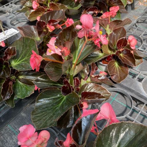 Begonia Big Rose Bronze Leaf