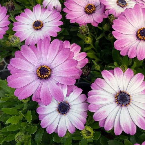 Osteospermum Gelato Candy White