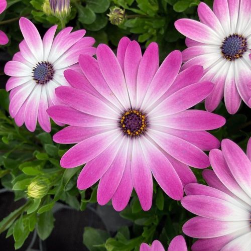 Osteospermum Gelato Candy