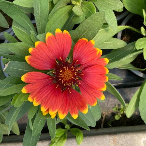 Gaillarde Grandiflora Arizona Red Shades