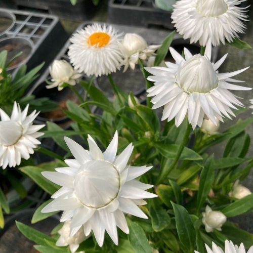 Bracteantha Dreamtime Jumbo Blanche