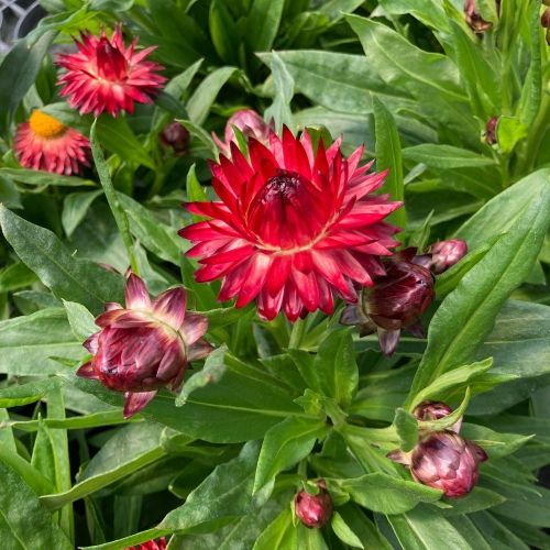 Bracteantha (Immortelle) Dreamtime Jumbo Red