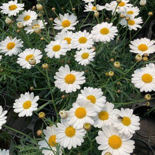 Marguerite Leucanthenum White Mountain