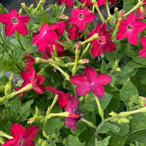 Tabac Nicotiana Rouge