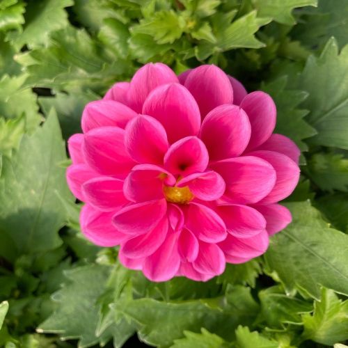 Dahlia Aperto Blush