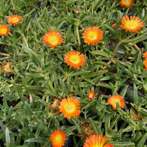 Ficoide Delosperma Lido Orange With Eye