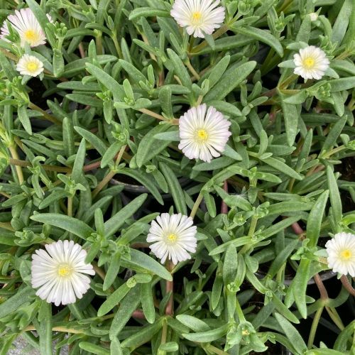 Ficoide Delosperma Lido White