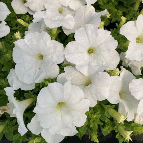 Petunia Droit Granada Pacta Parade White