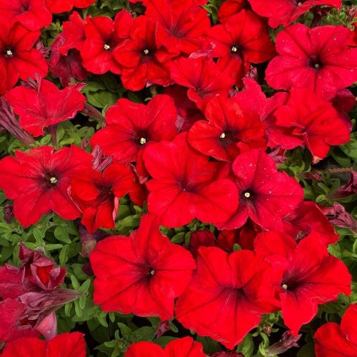 Petunia Droit Granada Pacta Parade Red