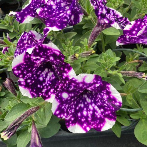 Petunia Night Family Night Sky