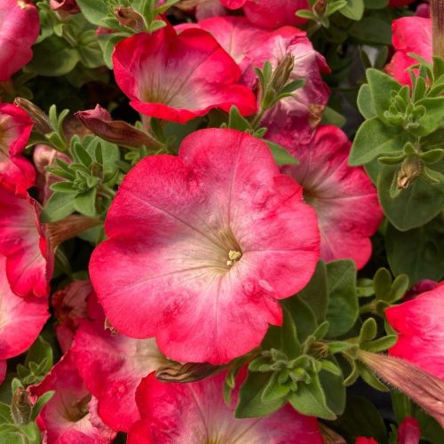 Petunia Surfinia Cascadia Fantasy Hot Pink