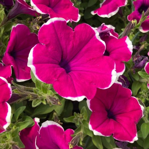 Petunia Hybrida Sanguna Purple Picotee