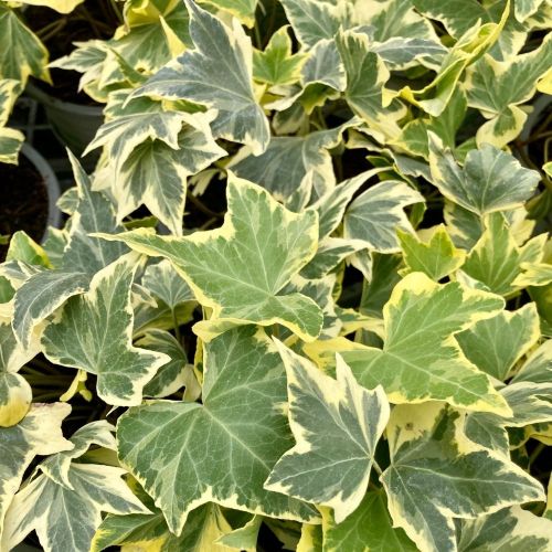 Lierre hedera yellow ripple