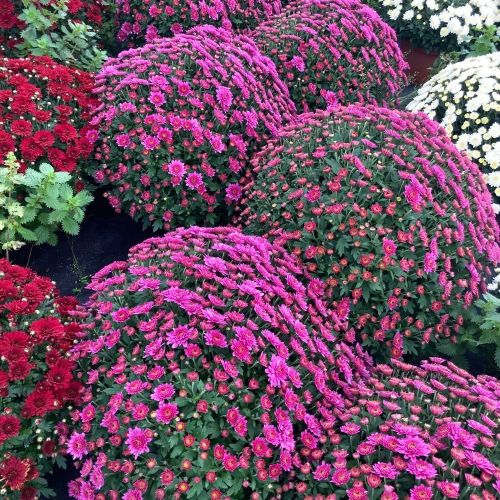 Pomponnette Chrysanthème Mauve