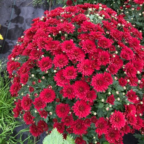 Pomponnette Chrysanthème Rouge