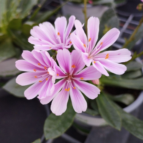 Lewisia Cotyledon Rose Pâle en Pot de 11 cm