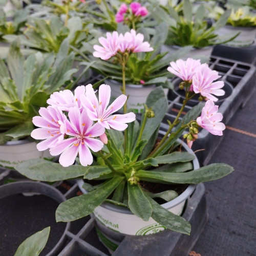 Lewisia Cotyledon Rose Pâle en Pot de 11 cm