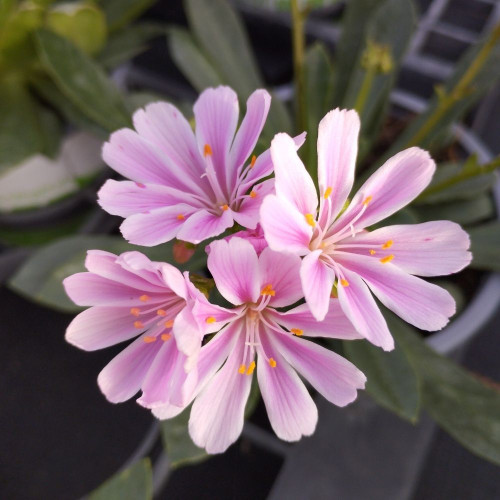 Lewisia Cotyledon Rose Pâle en Pot de 11 cm