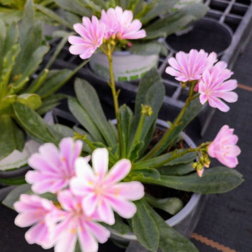 Lewisia Cotyledon Rose Pâle en Pot de 11 cm