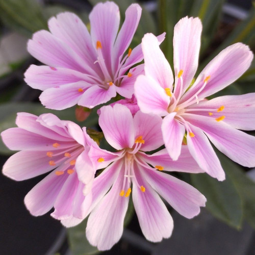 Lewisia Cotyledon Rose Pâle en Pot de 11 cm