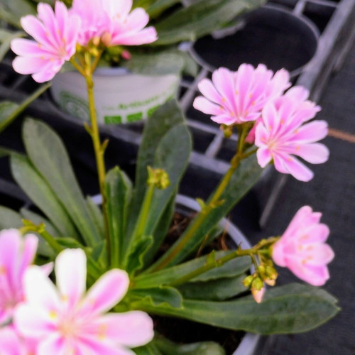 Lewisia Cotyledon Rose Pâle en Pot de 11 cm