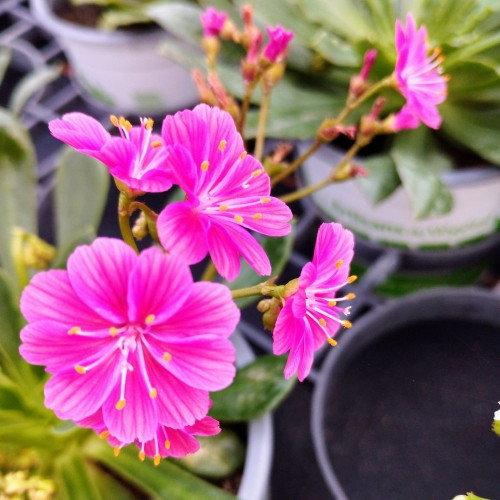 Lewisia Cotyledon Mauve en Pot de 11 cm