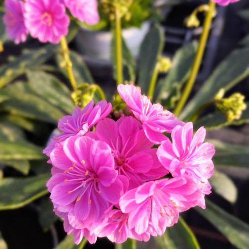 Lewisia Cotyledon Mauve en Pot de 11 cm