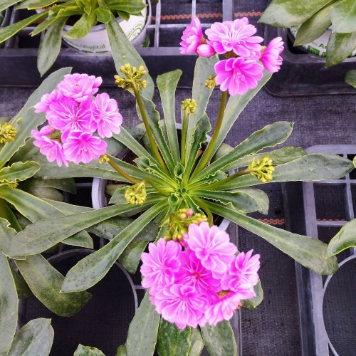 Lewisia Cotyledon Mauve en Pot de 11 cm