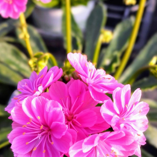 Lewisia Cotyledon Mauve en Pot de 11 cm