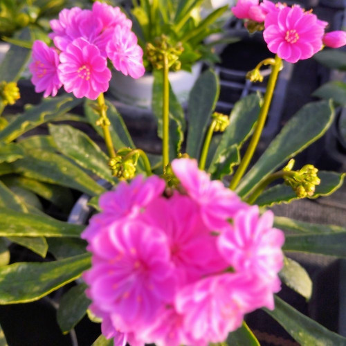 Lewisia Cotyledon Mauve en Pot de 11 cm