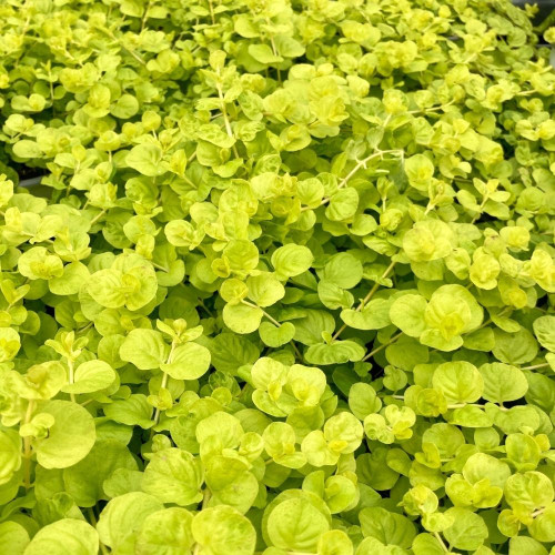 Lysimachia Nummularia 'Goldilocks' en Pot de 11 cm