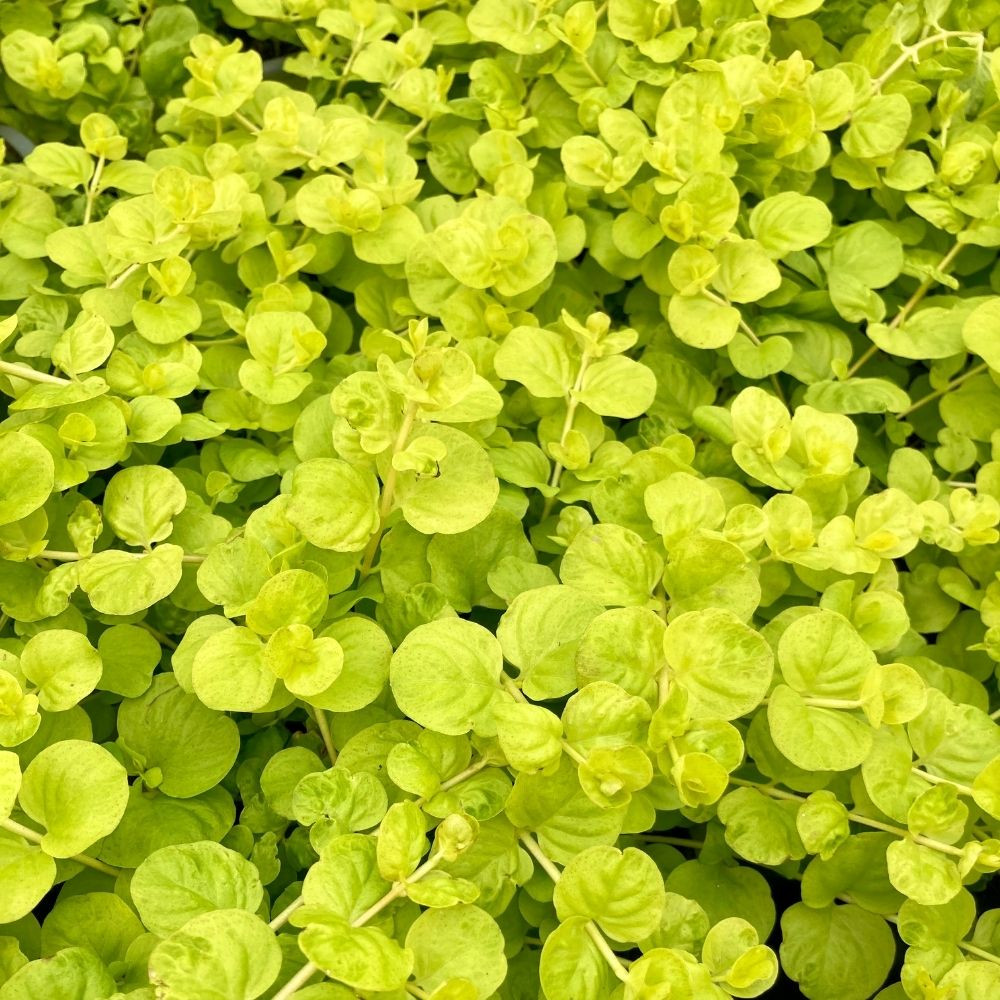 Lysimachia Nummularia 'Goldilocks' en Pot de 11 cm