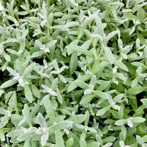 Cerastium Tomentosum 'Silver White' en Pot de 11 cm