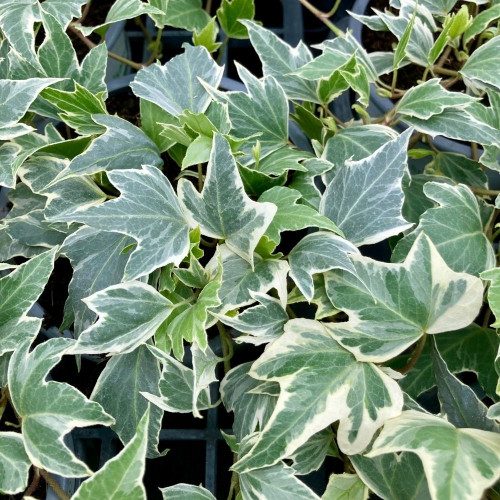 Hedera Helix 'White Ripple' en Pot de 11 cm