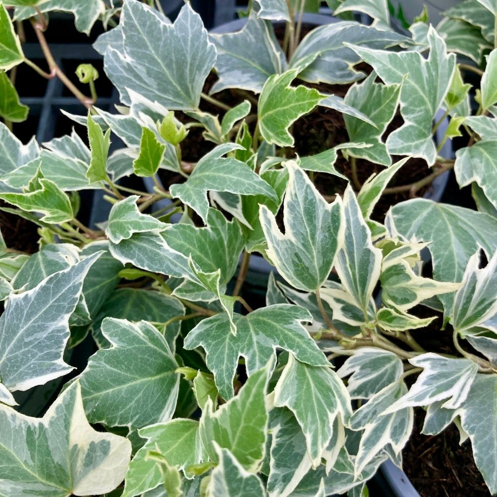 Hedera Helix 'White Ripple' en Pot de 11 cm