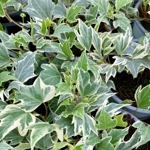 Hedera Helix 'White Ripple' en Pot de 11 cm