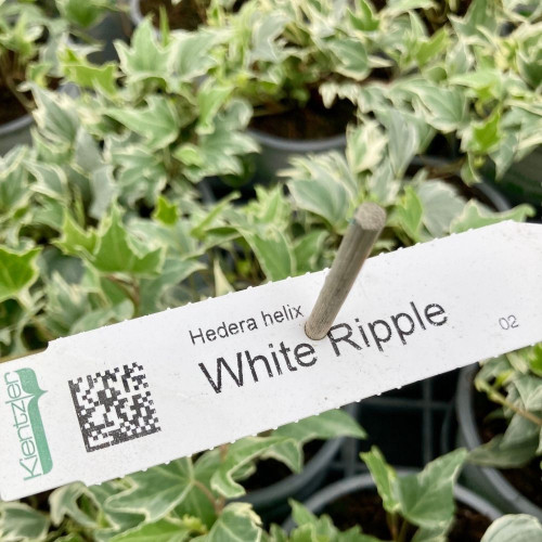 Hedera Helix 'White Ripple' en Pot de 11 cm