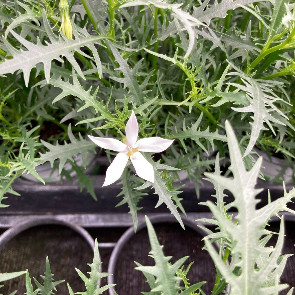 Isotoma 'Stella White' en Pot de 11 cm