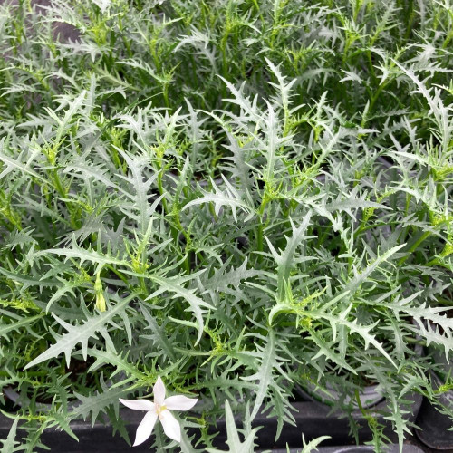 Isotoma 'Stella White' en Pot de 11 cm